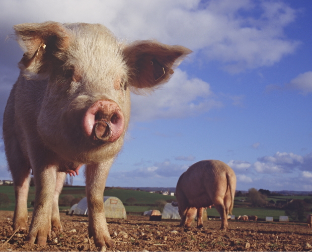 UK's farming policies contradictory, says NFU head